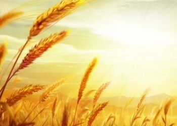 गेहूं का अस्थि विसर्जन: अखिलेश श्रीवास्तव की कविता