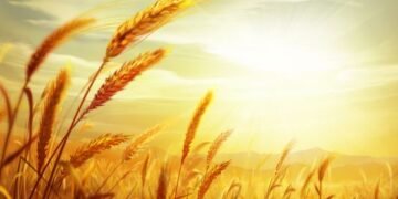 गेहूं का अस्थि विसर्जन: अखिलेश श्रीवास्तव की कविता