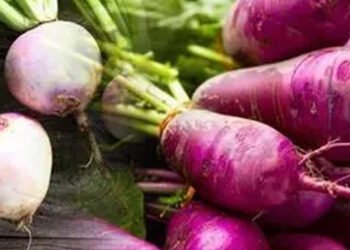 कई पोषक तत्वों से भरपूर मौसमी कंद शलजम बढ़ाता है इम्यूनिटी भी