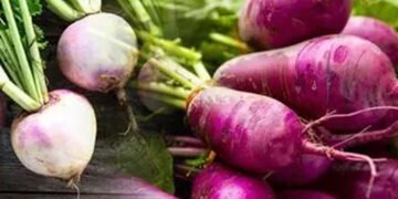 कई पोषक तत्वों से भरपूर मौसमी कंद शलजम बढ़ाता है इम्यूनिटी भी