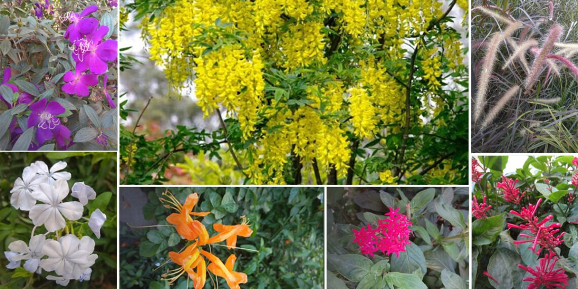 आइए मनाएं भावनाओं को विस्तार देता वसंतोत्सव