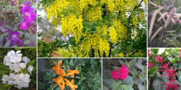 आइए मनाएं भावनाओं को विस्तार देता वसंतोत्सव