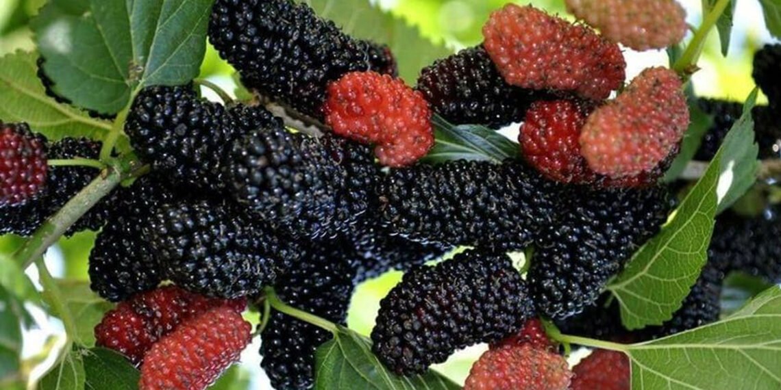 शहतूत के सेहत से जुड़े फ़ायदों को जानकर आप झनझना जाएंगे