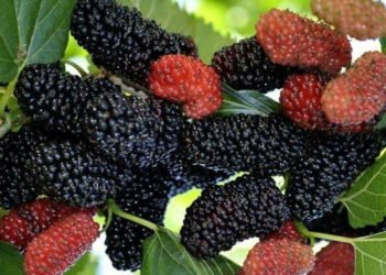 शहतूत के सेहत से जुड़े फ़ायदों को जानकर आप झनझना जाएंगे