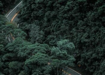 घने जंगल से गुज़रता हाइवे: चेतन कुम्हार की कविता