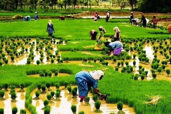Women-farmers-of-India